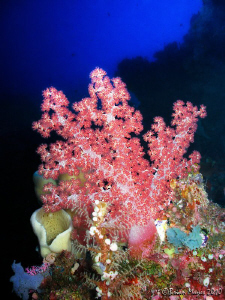 Soft coral at Bunaken by Brian Mayes 